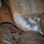 white-mold-on-white-birch-firewood-21385899