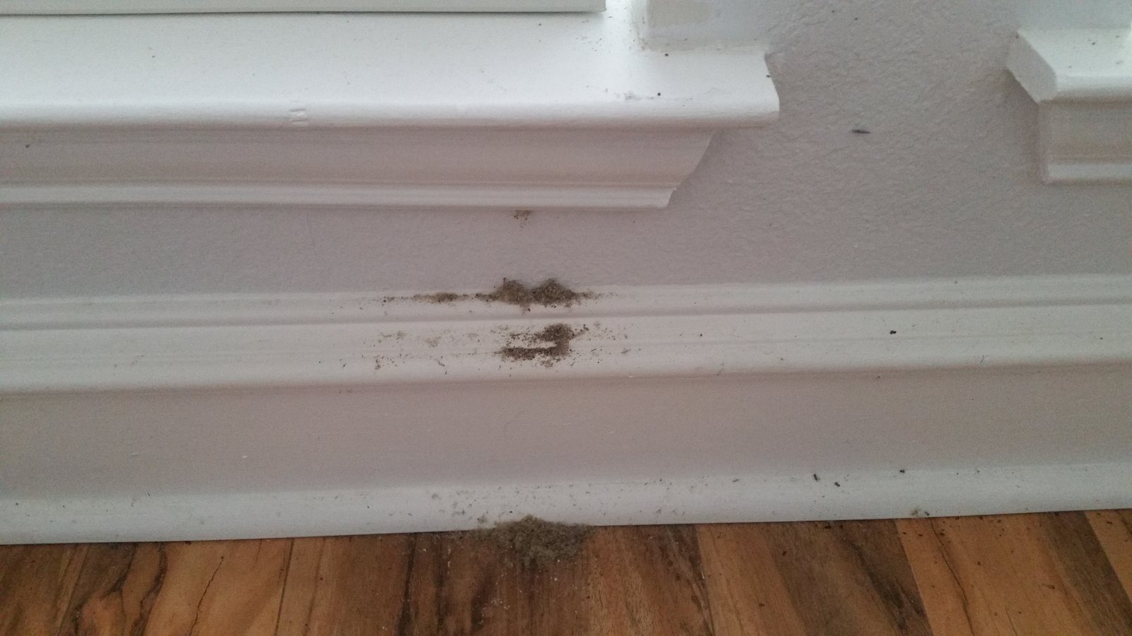 Coarse carpenter ant frass and wood debris accumulated along an interior baseboard
