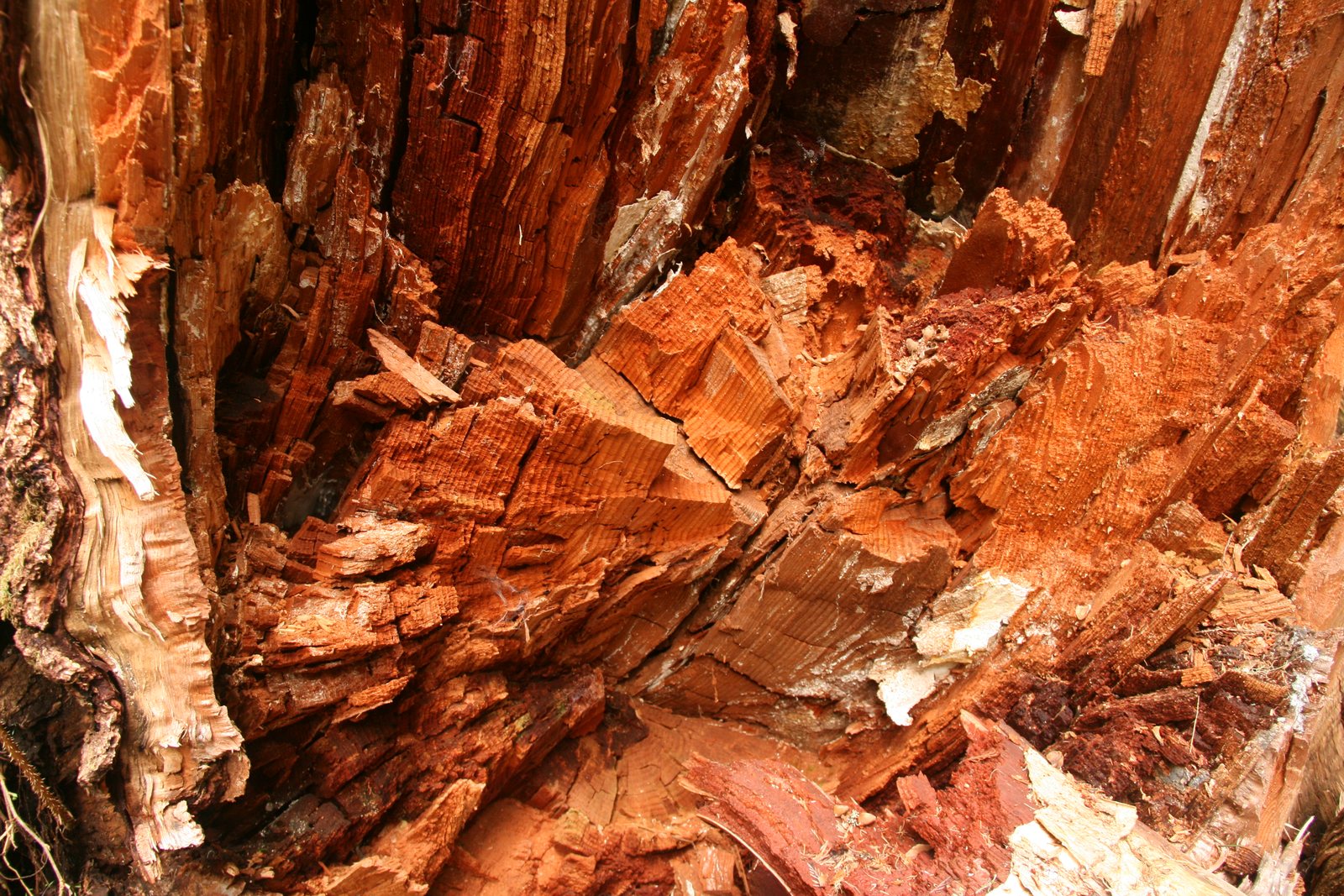 Brown cubical decay breaking wood into block-like sections