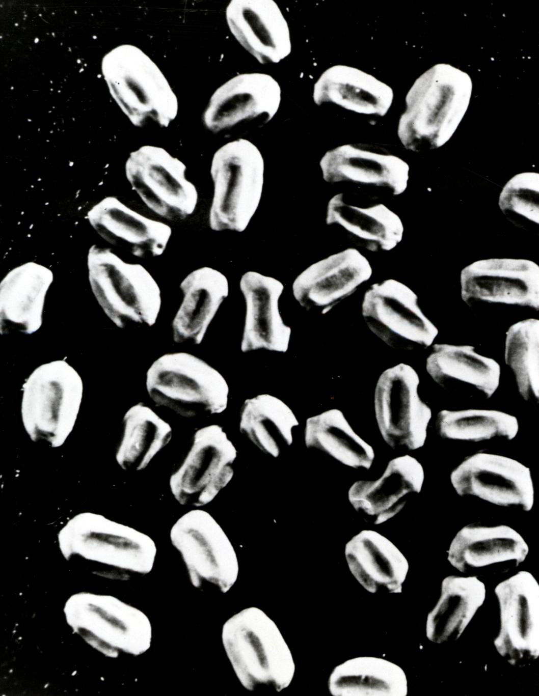 Close educational view of western drywood termite fecal pellets