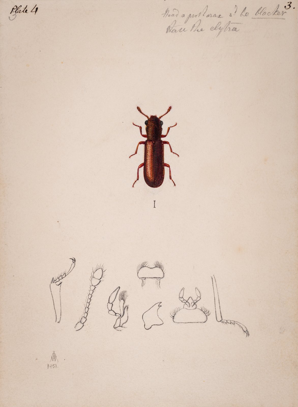 Scientific illustration of Lyctus brunneus powderpost beetle