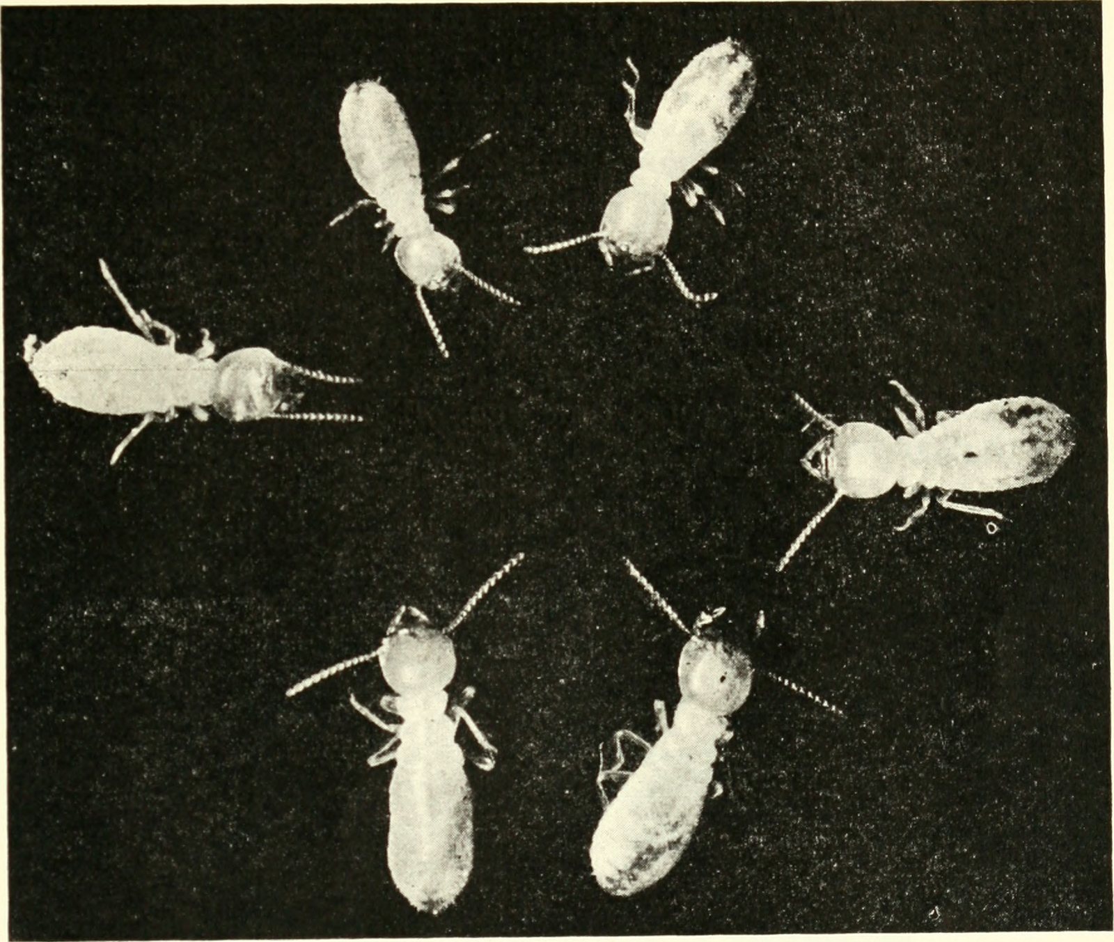 Historic magnified image of Reticulitermes tibialis workers documented by the Montana State Entomologist