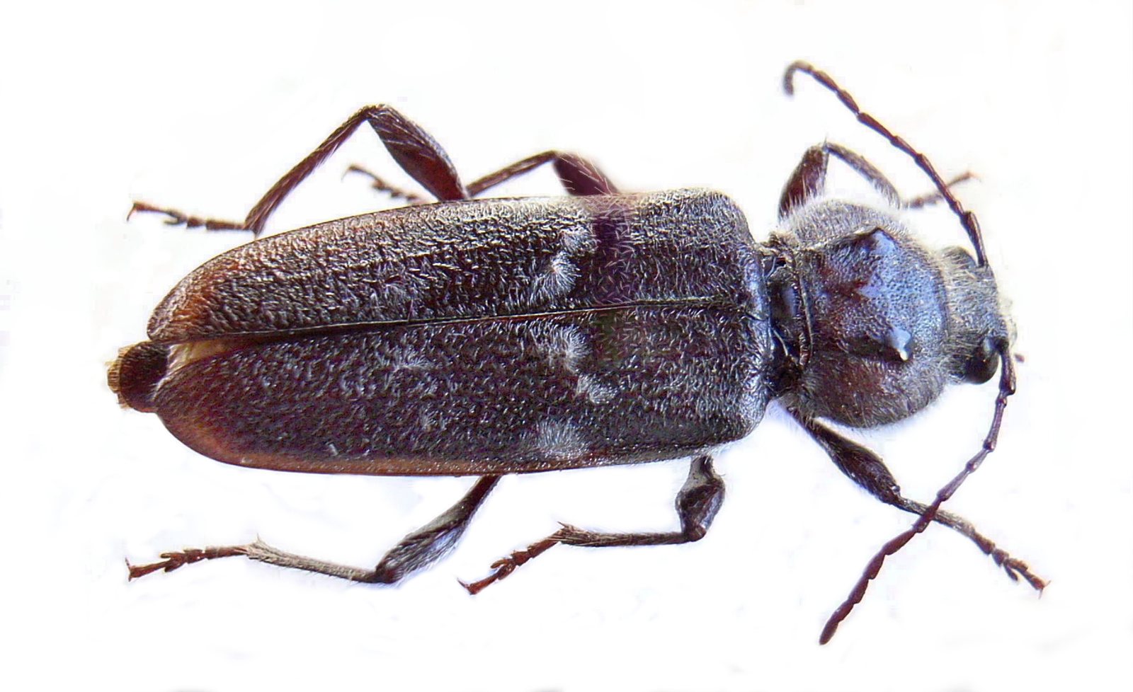 Adult old-house borer beetle, Hylotrupes bajulus