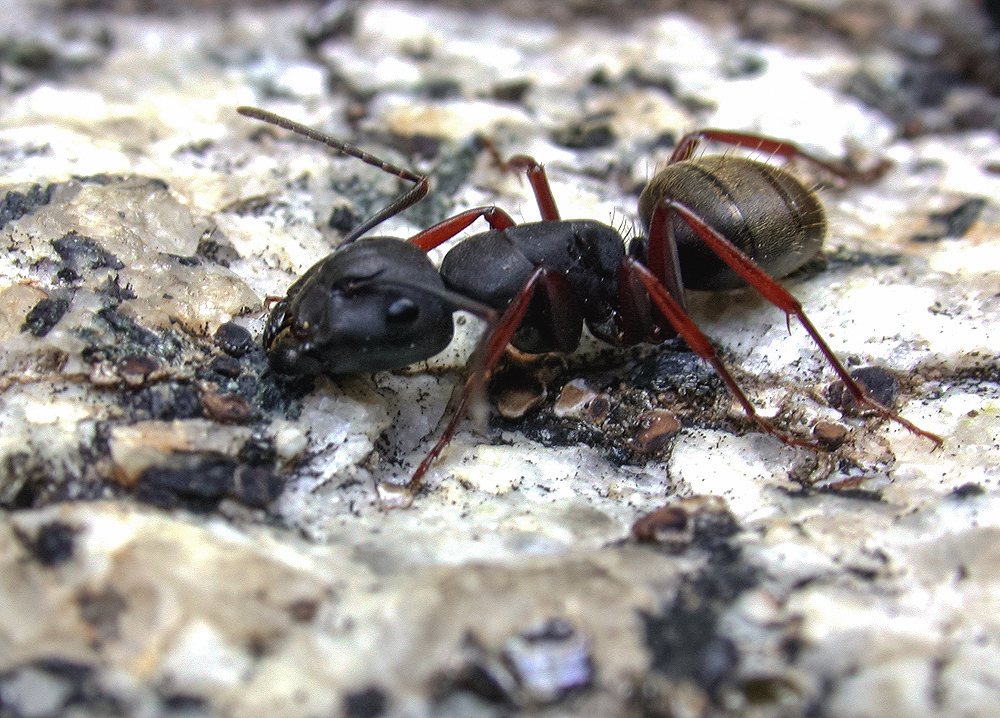 Close view of a western black carpenter ant, Camponotus modoc