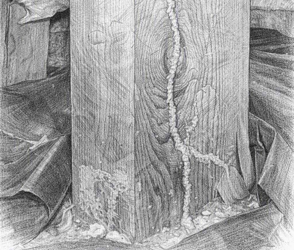 Black-and-white sketch of Western subterranean termite shelter tubes on wood framing