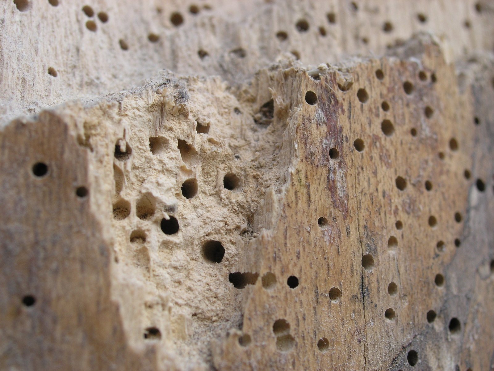 Close view of small circular wood-boring beetle emergence holes
