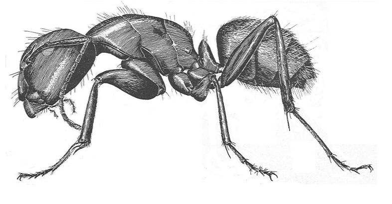 Black-and-white profile illustration showing the body, antennae, and legs of a carpenter ant
