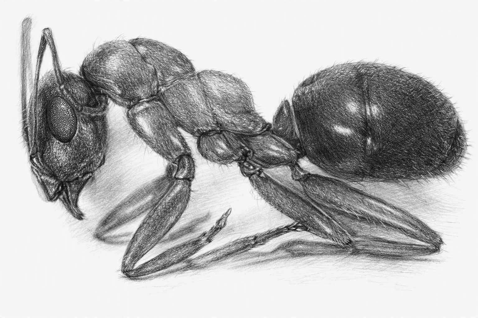 Black-and-white profile illustration of a Lasius moisture ant
