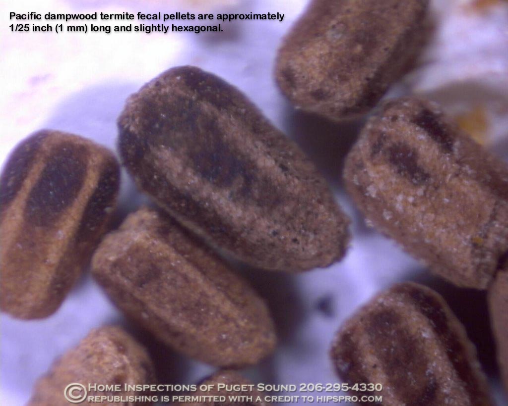 Macro photograph of six-sided Pacific dampwood termite fecal pellets