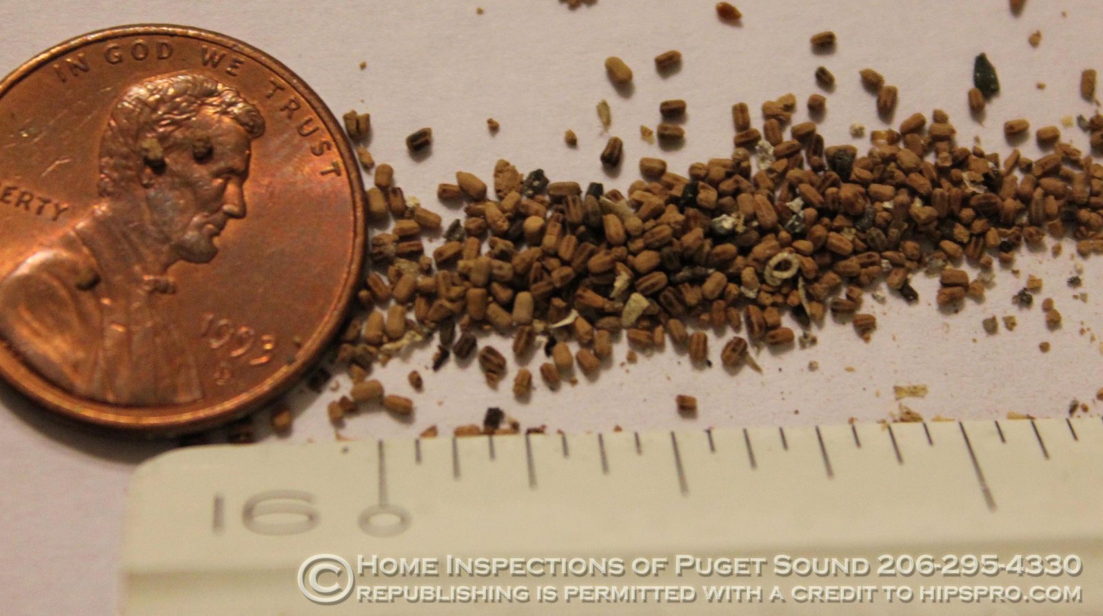 Pacific dampwood termite fecal pellets arranged beside a measurement scale