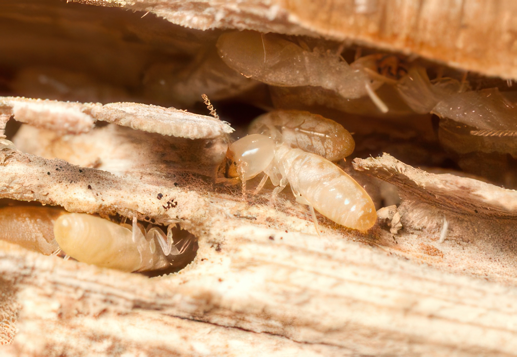 Close-up photograph of termites nesting within damaged wood