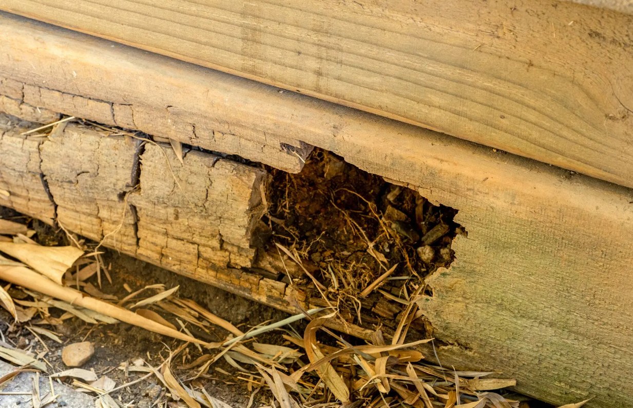 Severe wood rot and section loss in residential framing beside soil and plant debris